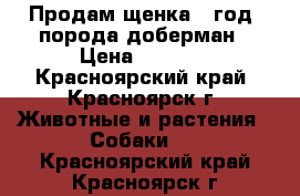 Продам щенка 1 год, порода доберман › Цена ­ 5 000 - Красноярский край, Красноярск г. Животные и растения » Собаки   . Красноярский край,Красноярск г.